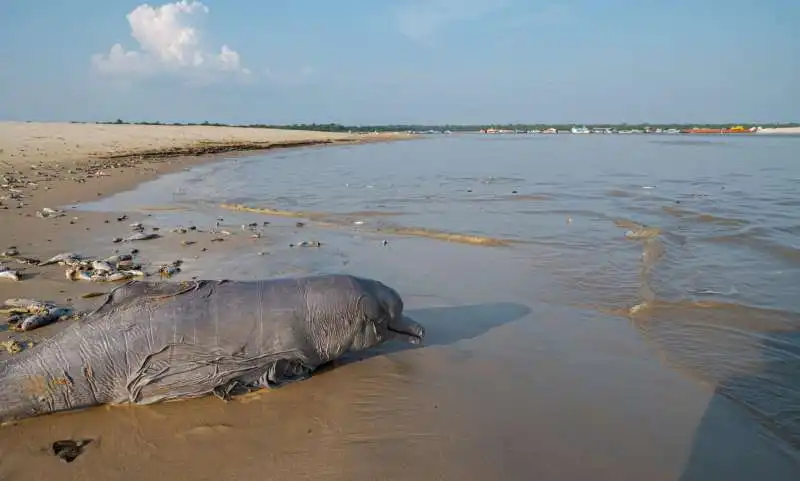 siccita nel rio delle amazzoni  