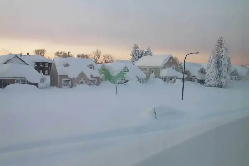 buffalo coperta di neve