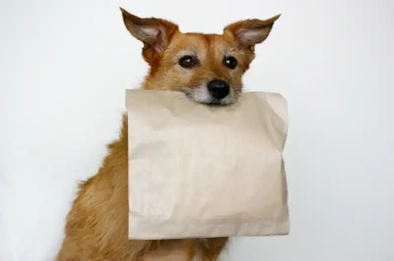 Doggy 
Bag 
