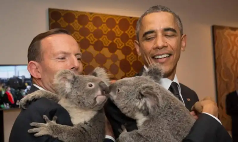 obama tony abbott koala