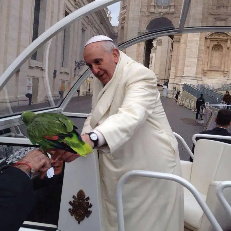 papa francesco ghyblj lombardi e il pappagallo amore 2