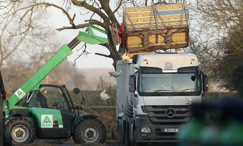 papere caricate sul camion