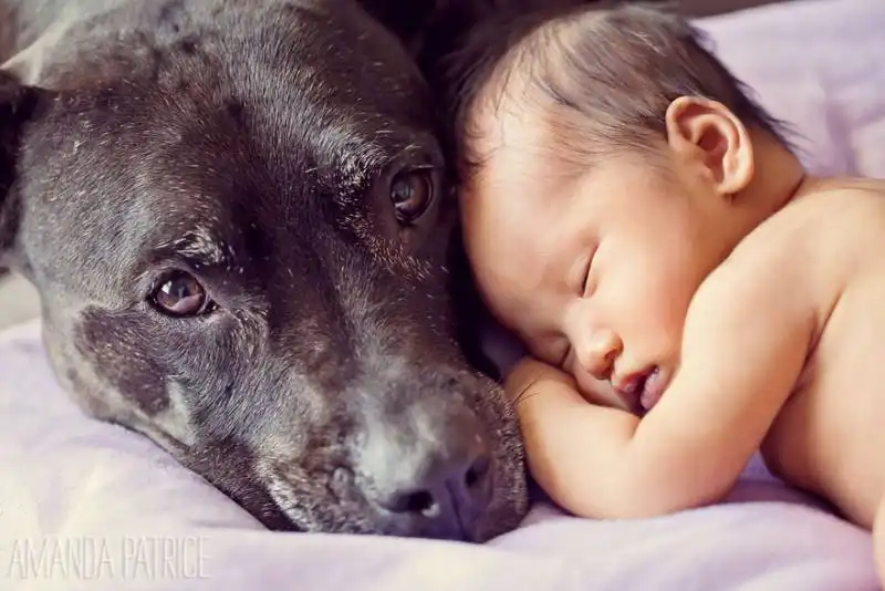 piccoli bambini e grandi cani 1