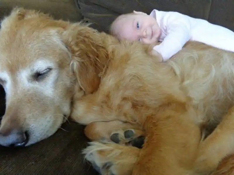 piccoli bambini e grandi cani 20