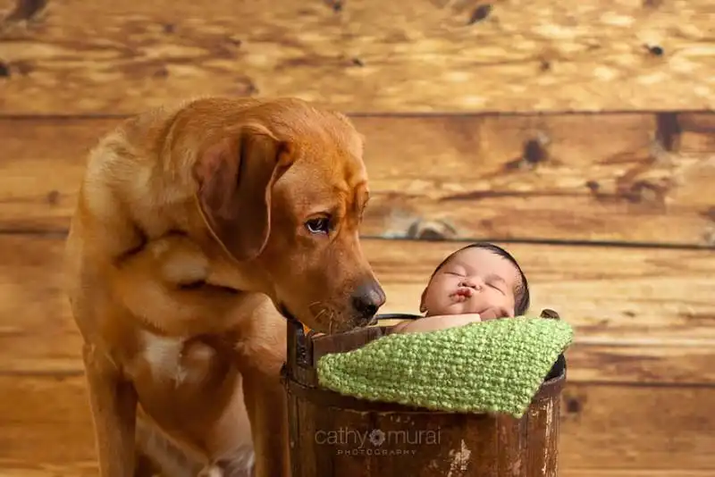 piccoli bambini e grandi cani 5