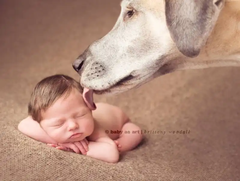 piccoli bambini e grandi cani 7