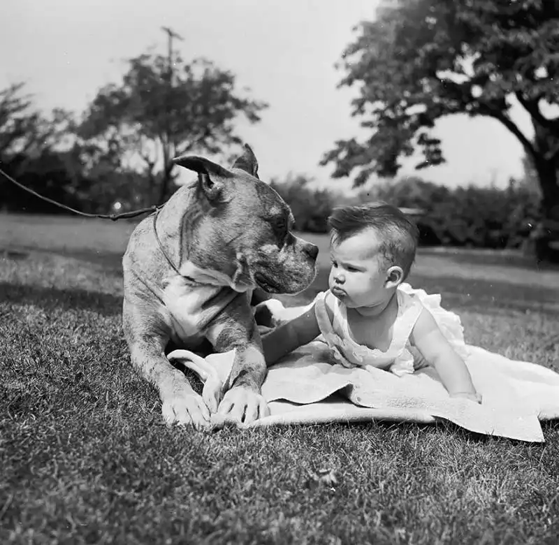 piccoli bambini e grandi cani 9