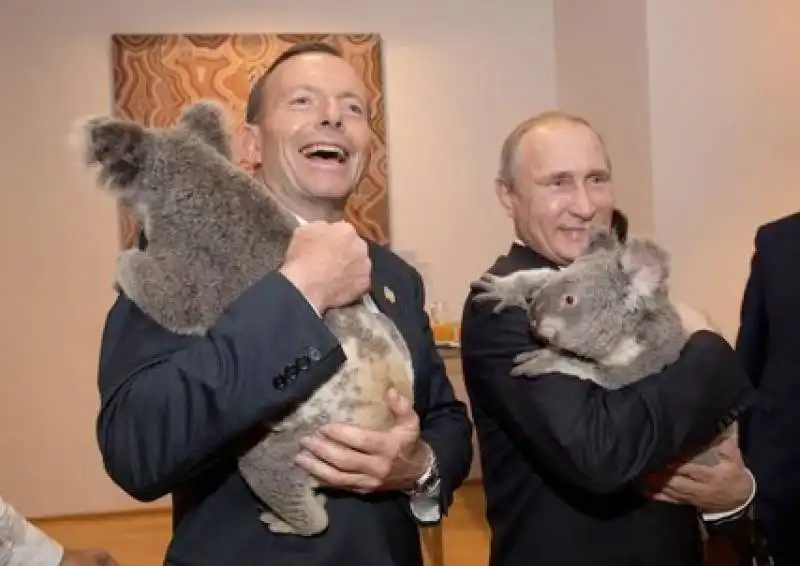 putin e il koala