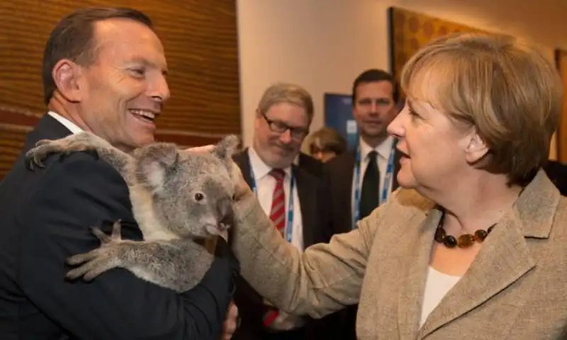 tony abbott merkel koala