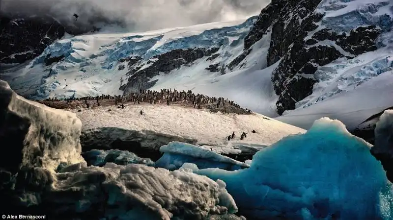 alex bernasconi  antartica