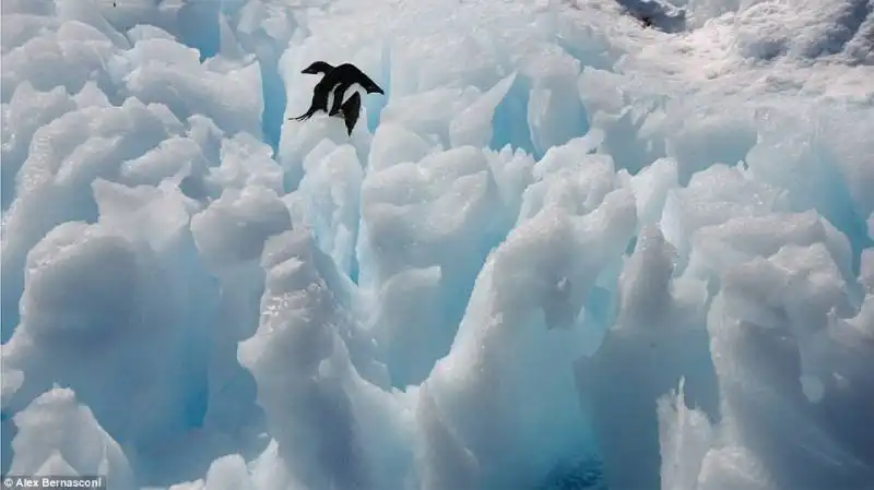 alex bernasconi antartico