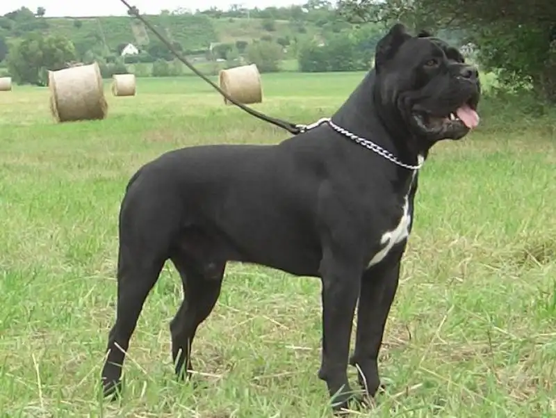 Cane corso