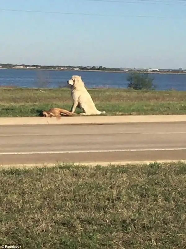 cane dei pirenei con amico a quattrozampe morto