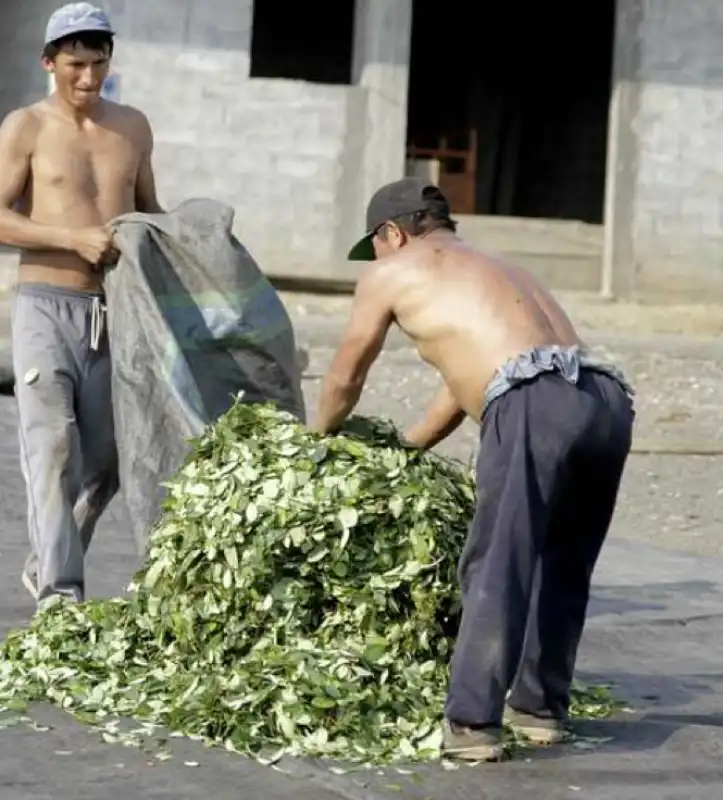 coltivatori di coca