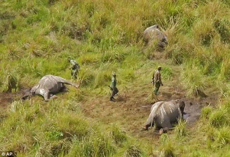 elefanti morti al parco garamba