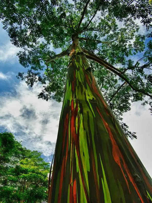 eucalipto arcobaleno hawaii