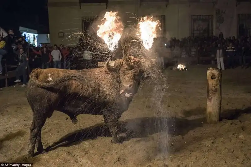 festival toro de jubilo   9