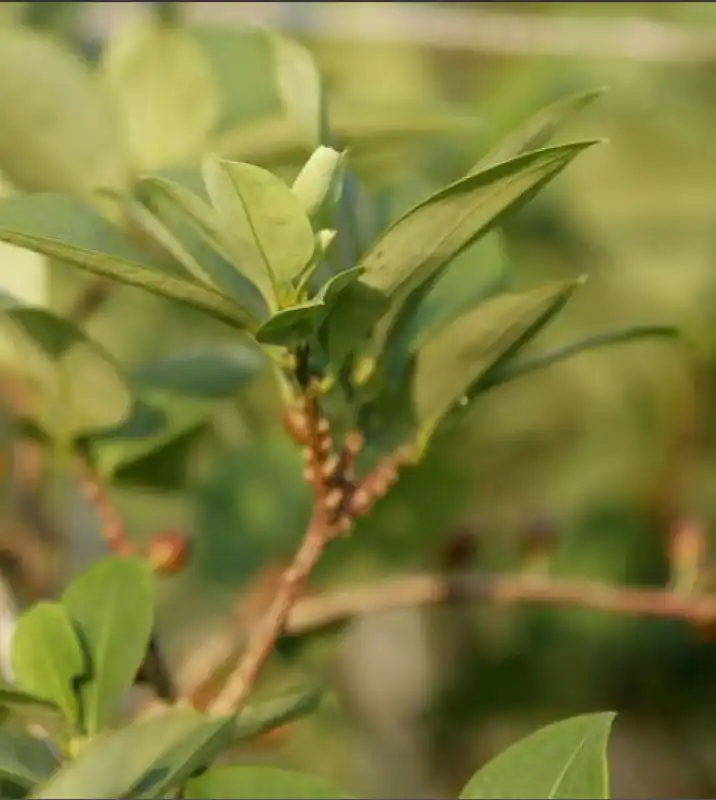 foglia di coca