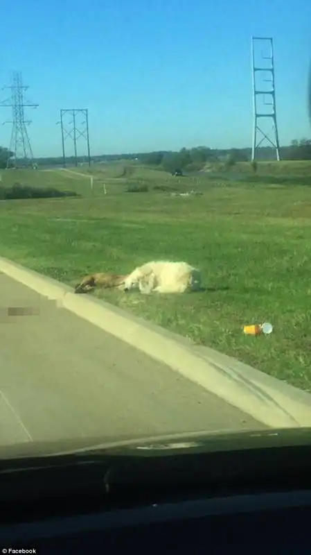 i due cani al lato della strada