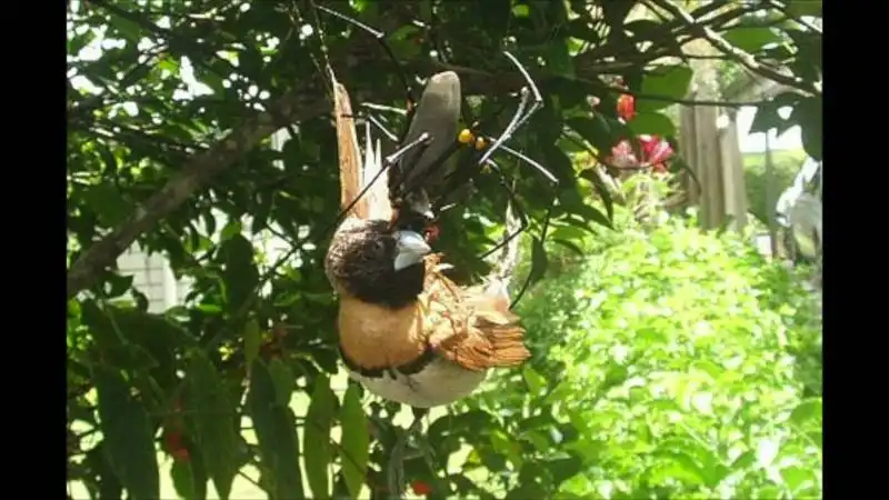 RAGNO AUSTRALIANO MANGIA UCCELLO