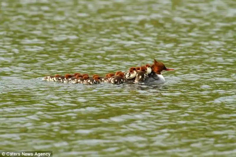 taxi duck