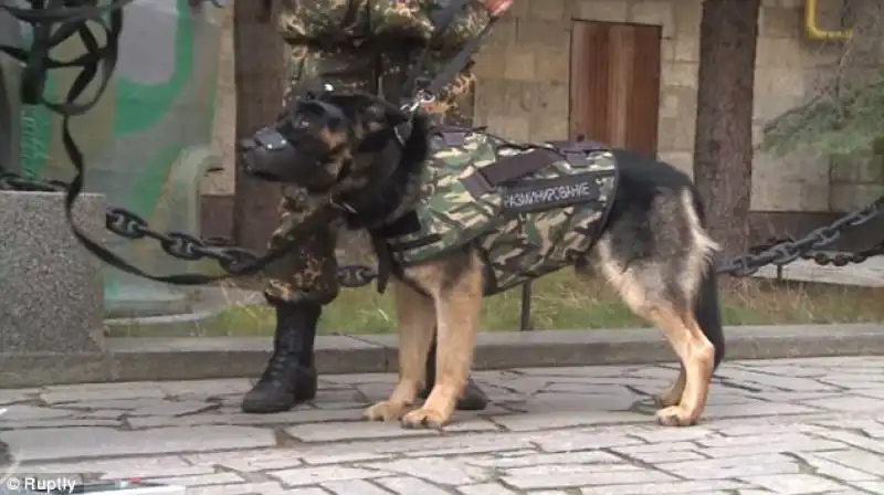 UN CANE  RUSSO CON GIUBBOTTO PROTETTIVO