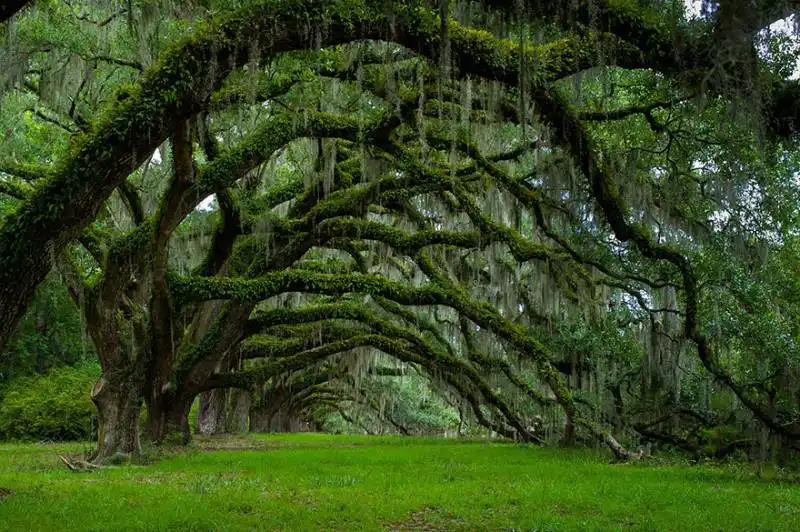 viale delle quercie in carolina del sud piantate nel 1790