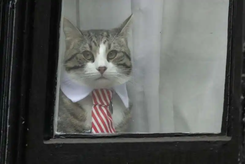 GATTO ASSANGE