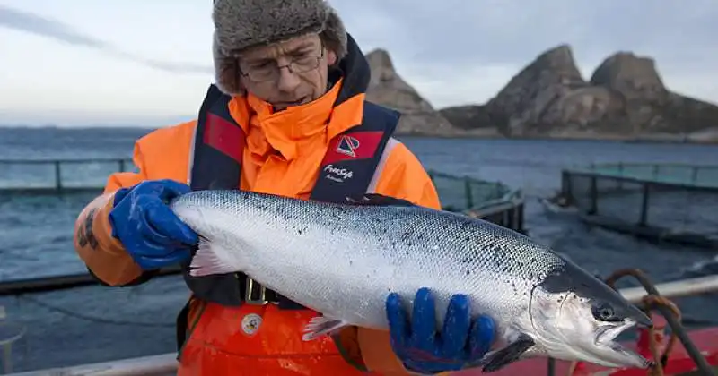 salmone norvegese