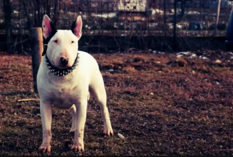 bull terrier