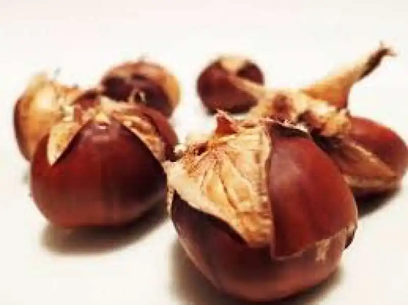 castagne 2