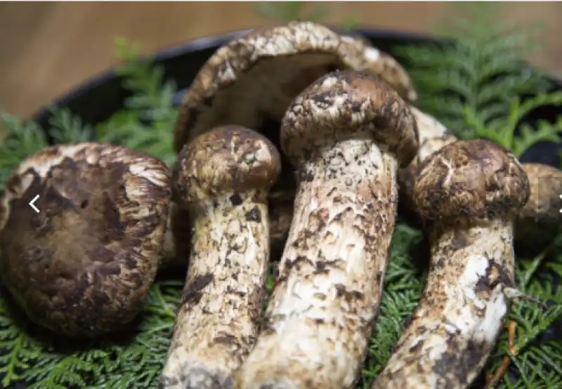 funghi matsutake