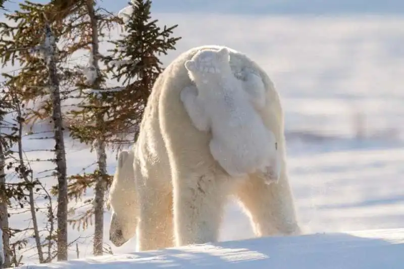 il cucciolo non si stacca in canada