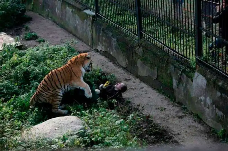 la tigre tenta di mangiare la donna