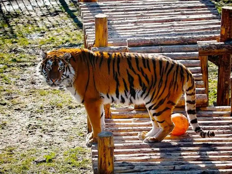 la togre siberiana tifone