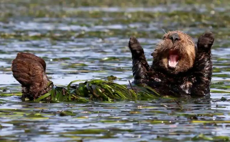 lontra felice