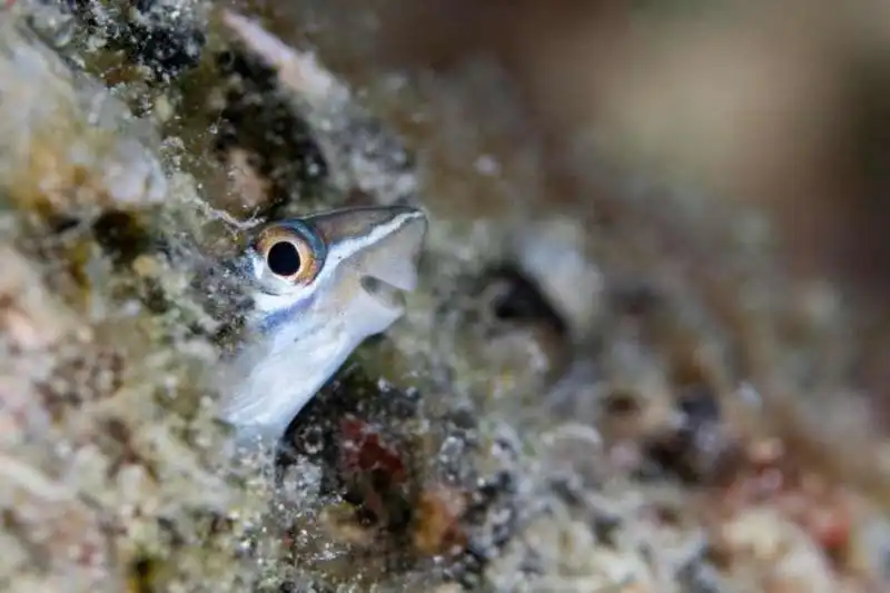 pesce che sorride in camera