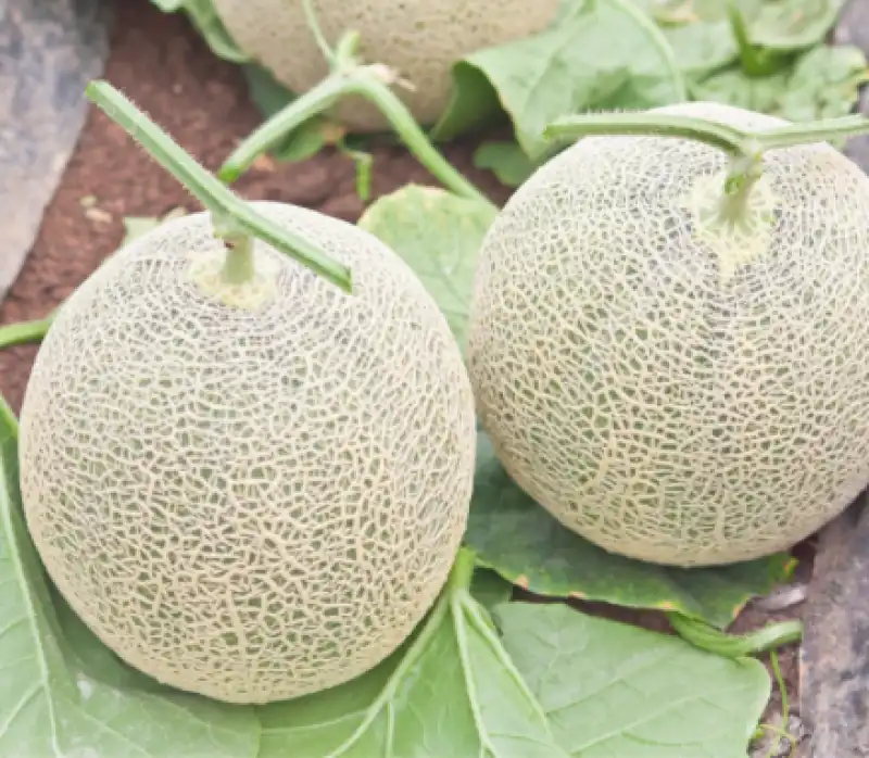 Yubari King Melon