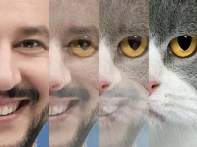 gattini su salvini 4