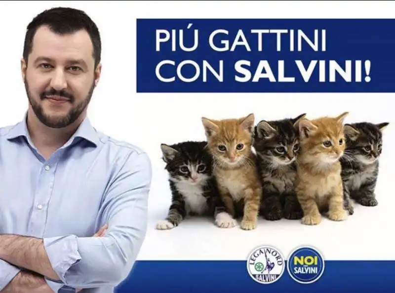 gattini su salvini 7