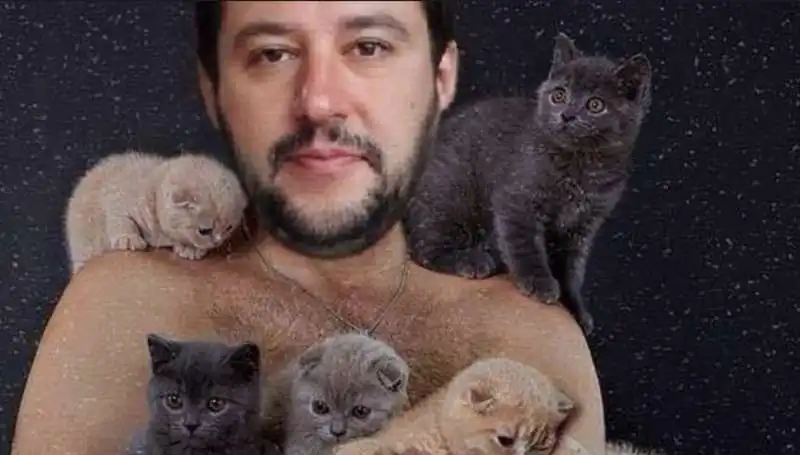 gattini su salvini 8