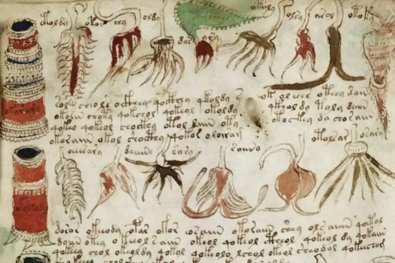 manoscritto voynich 10