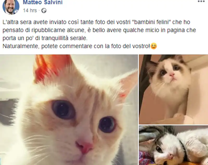 salvini e i gattini