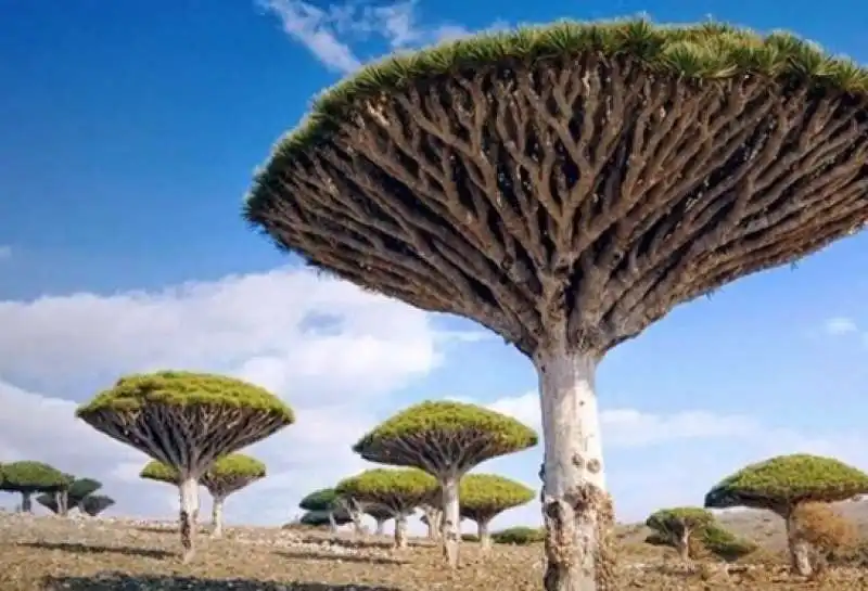 socotra yemen