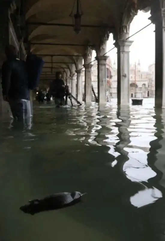 acqua alta a venezia 73