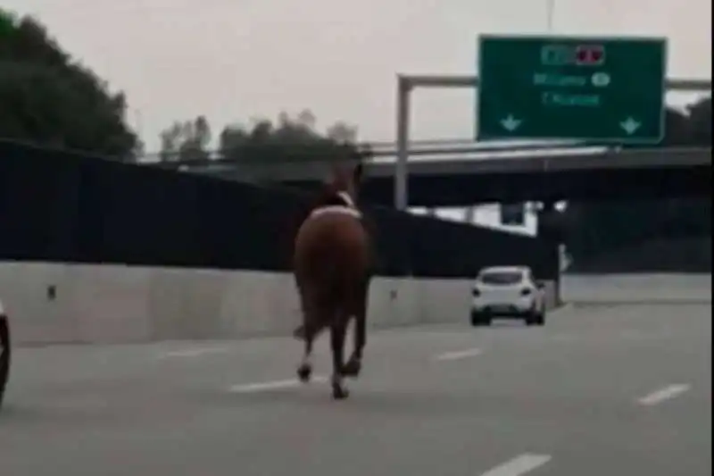 cavallo in autostrada