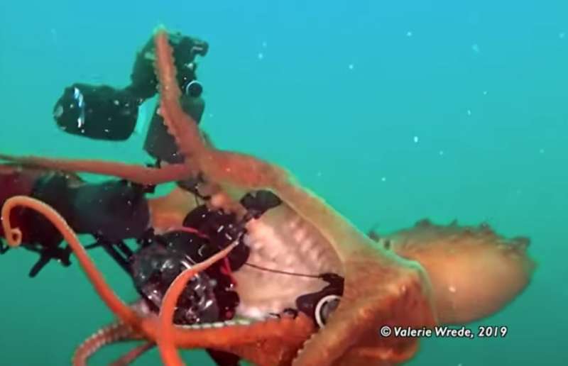 polpo gigante tenta di rubare macchina fotografica 6