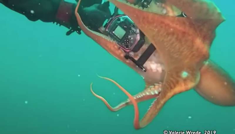 polpo gigante tenta di rubare macchina fotografica 7