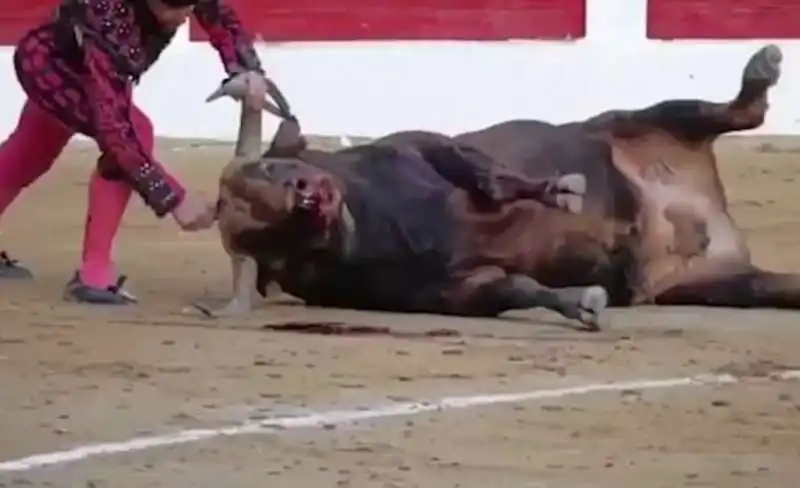 torero affonda un coltello nella testa di un toro 2