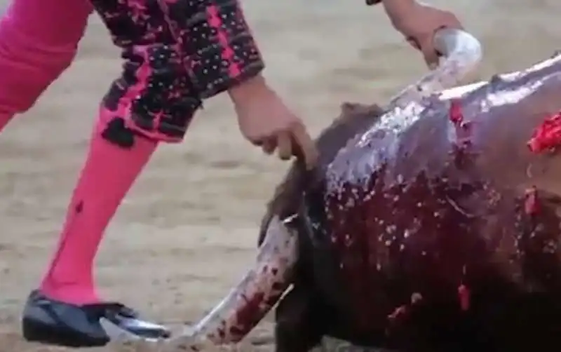 torero affonda un coltello nella testa di un toro 4